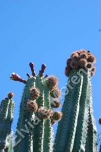 Marginatocereus marginatus - Tula (Tamaulipas)